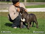 healthy and happy pitbull